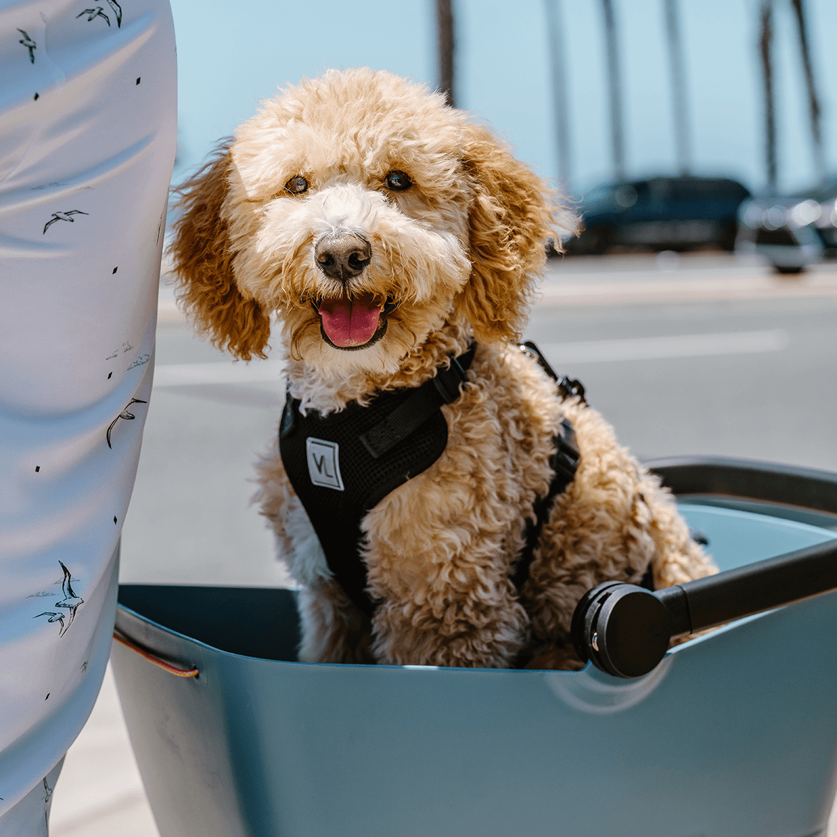 Basil Buddy Dog Carrier Basket – Carrier